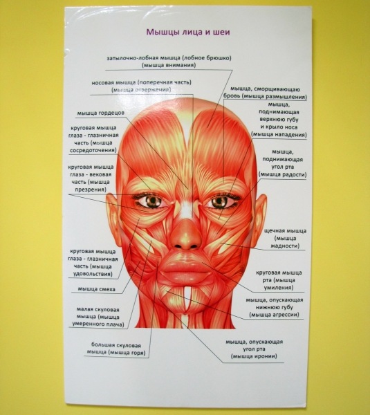 Мышцы лица и шеи