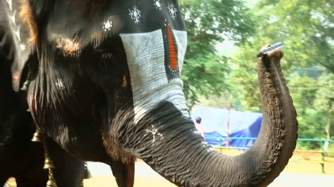 Картинка к: В Индии слониху научили искусно играть на губной гармошке ВИДЕО