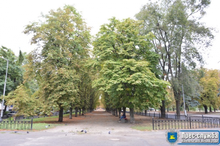 Картинка к: Вперше в цьому році нікопольським каштанам ввели ін’єкцію. ВІДЕО