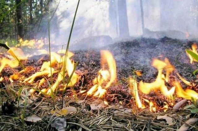 Картинка к: В Никополе и области объявили наивысший уровень пожарной опасности