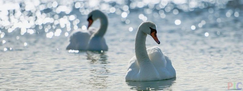 Картинка к: Величественные птицы: на Каховском «море» гнездятся белые лебеди