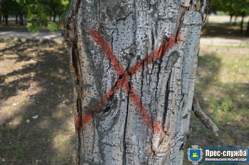 Картинка к: В Нікополі почали зносити дерева