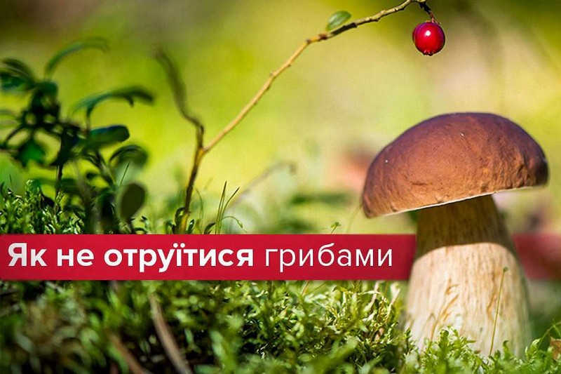 Картинка к: Небезпека отруєння грибами