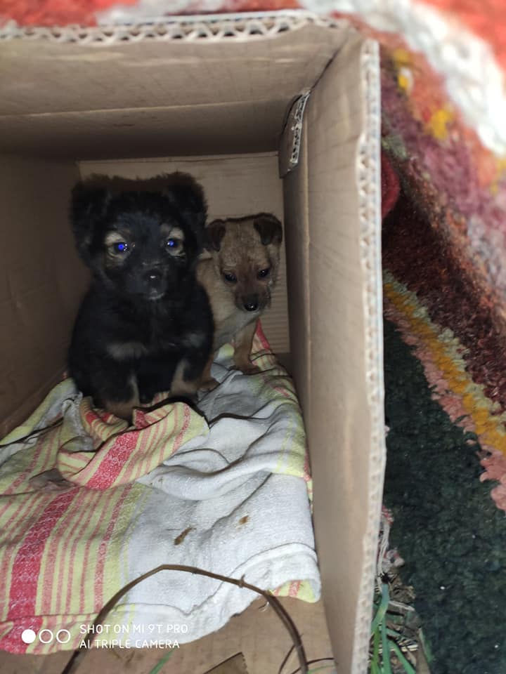 Картинка к: В Никополе в обмотанной пленкой коробке нашли двух щенков