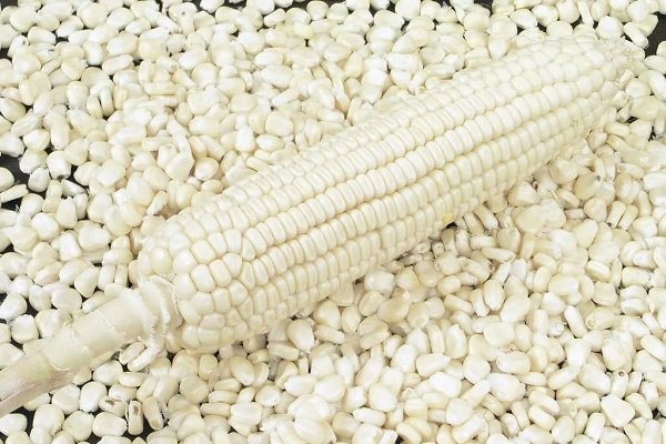 Картинка к: Агрокультурная новинка: белая кукуруза