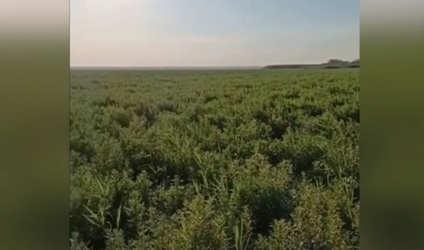 Превью к статье Що зараз на дні колишнього Каховського водосховища? Інтерв'ю з екологом Вадимом Манюком. ВІДЕО.