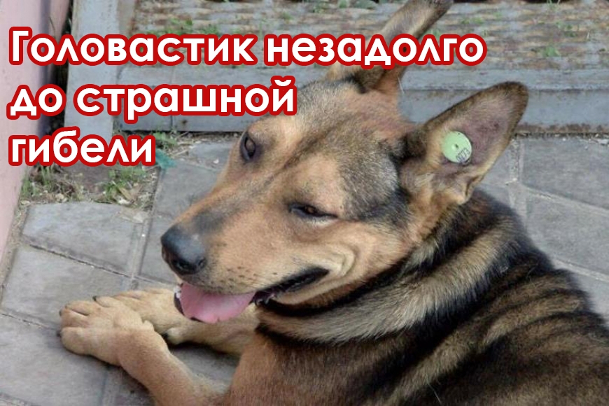 Картинка к: Резонанс! Жителю Никополя за убийство собаки на глазах у детей грозит 8 лет