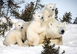 Картинка к: Международный день полярного медведя 