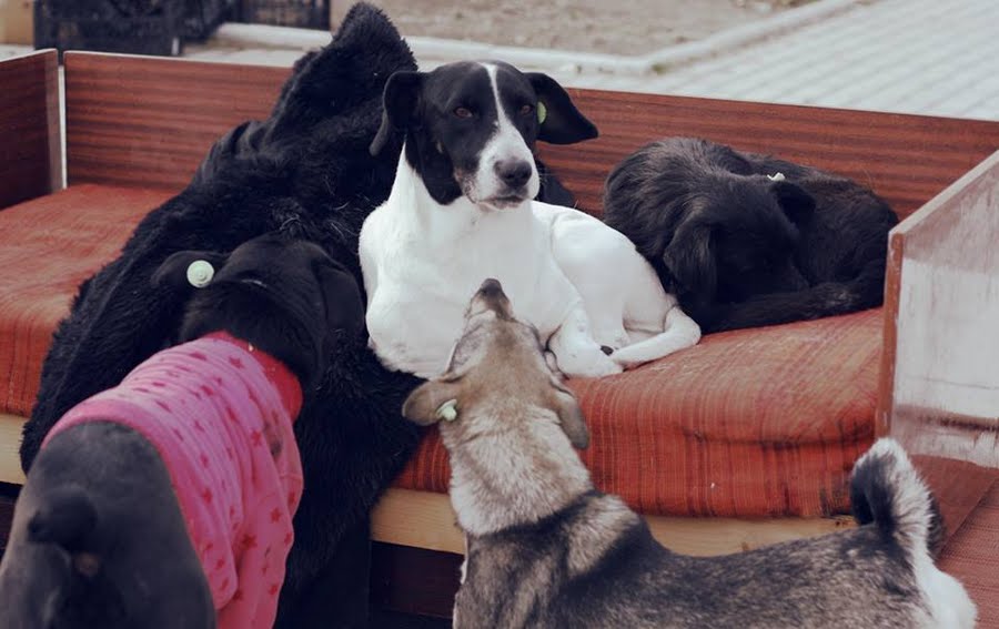 Картинка к: Як у нікопольських собак-безхатьків з’явилися люблячі родичі