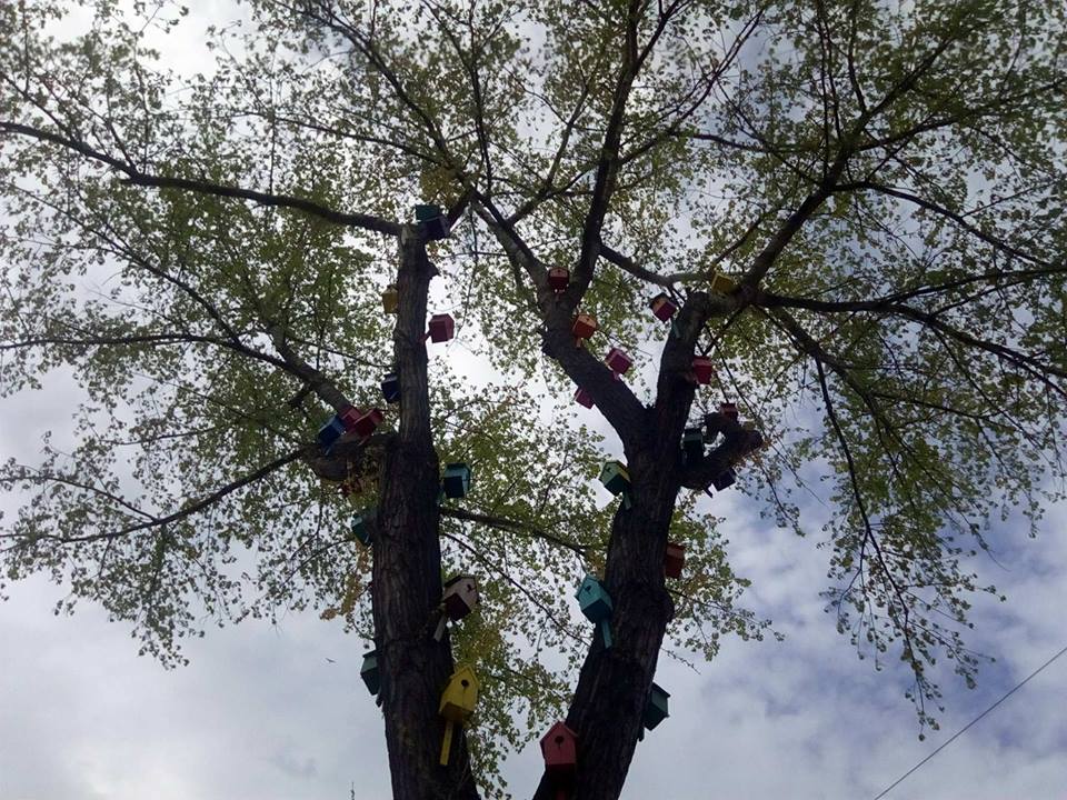 Картинка к: В Никополе растет необычное дерево