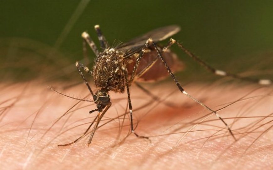 Картинка к: В Никополе могут появится комары, загоняющие червей под кожу человека