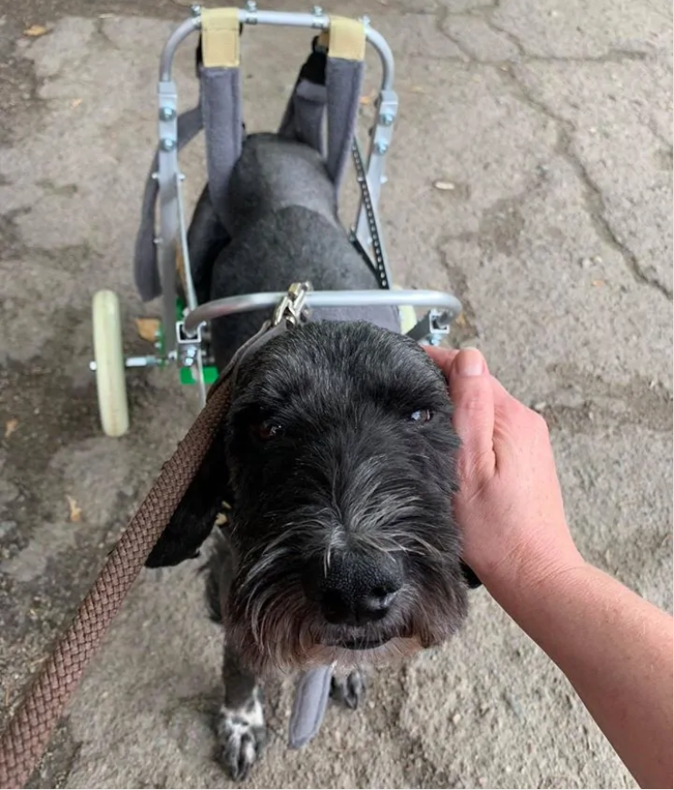 Картинка к: Ветеринары подарили щенку инвалидную коляску