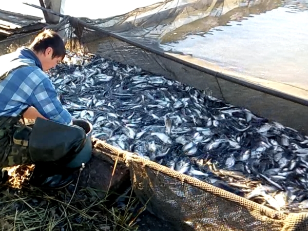 Картинка к: В водоемы Днепропетровской области выпущено более 50 тонн мальков рыбы