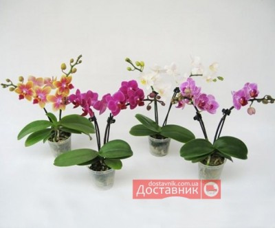 Орхидея «Мультифлора»