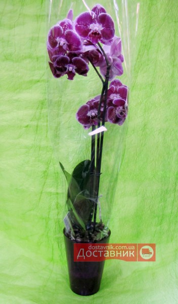 Орхидея «Франческа»