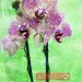 Орхидея «Франческа»