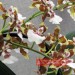 Орхидея «Голд»